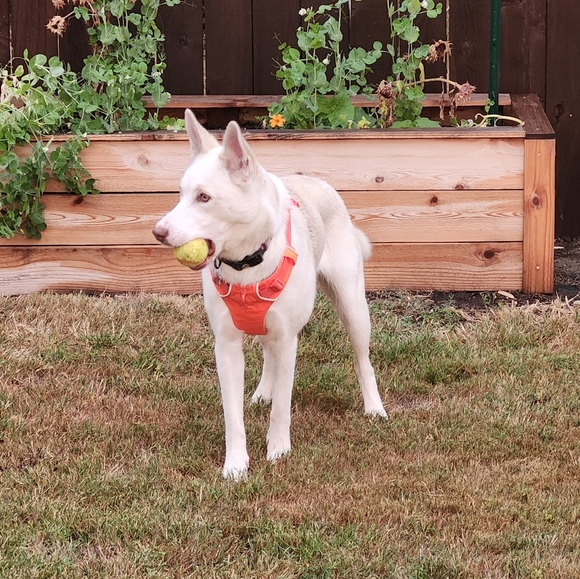 Meet your Posher, Rick - Picture 1 of 8